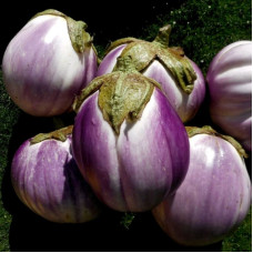 Eggplant seeds «Rosa Bianca di Catania»