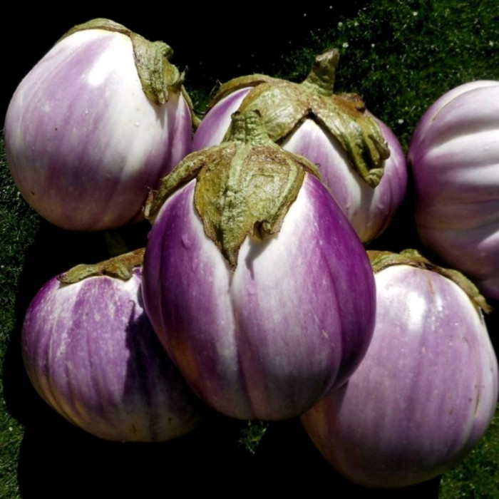 Eggplant seeds «Rosa Bianca di Catania»