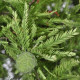 Swamp cypress seeds