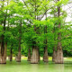 Swamp cypress seeds