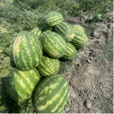 Watermelon seeds «Maximus»