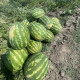 Watermelon seeds «Maximus»