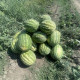 Watermelon seeds «Maximus»