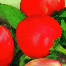 Sweet pepper seeds «Rosy cheeks»