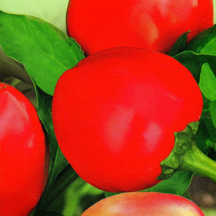 Sweet pepper seeds «Rosy cheeks»