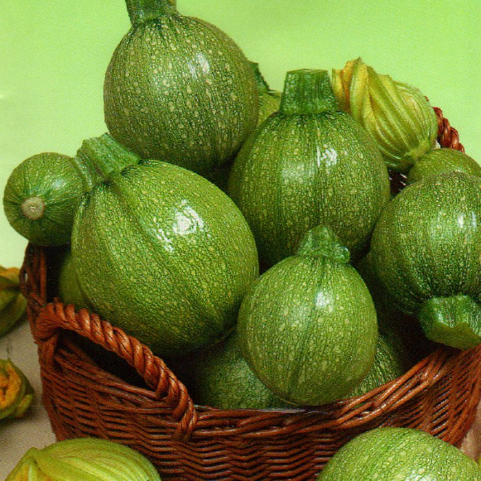 Squash seeds «Tondo Chiaro di Nizza»