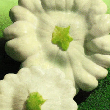 Pattypan squash seeds «Umbrella»