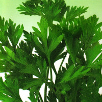 Насіння петрушки «Бриз»