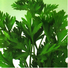 Parsley seeds «Breeze»