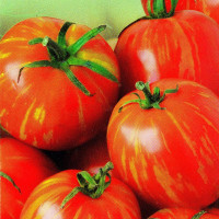 Tomato seeds «Sherkhan» 