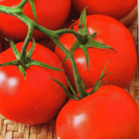 Tomato seeds «Evpator F1» 