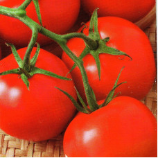 Tomato seeds «Evpator F1» 