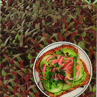 Red amaranth seeds (microgreens)