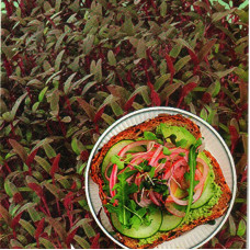 Red amaranth seeds (microgreens)