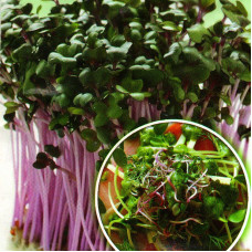 Radish seeds «Sango» (microgreens)