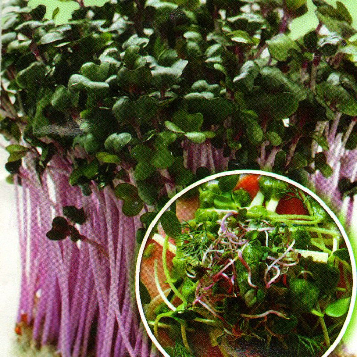 Radish seeds «Sango» (microgreens)