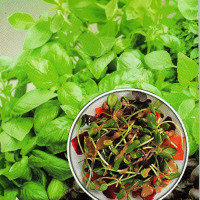 Basil Seeds «Mix of 3 varieties» (microgreens)