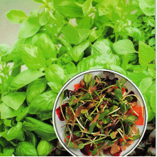 Basil Seeds «Mix of 3 varieties» (microgreens)