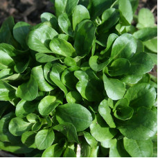 Valerianella salad seeds