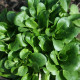 Valerianella salad seeds