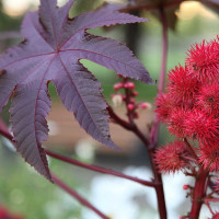 Насіння рицини звичайної