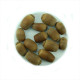 Macedonian oak seeds