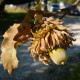 Macedonian oak seeds