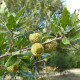 Macedonian oak seeds