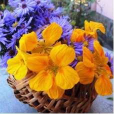 Nasturtium seeds «Golden king»