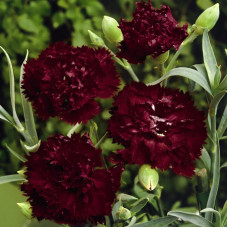 Carnation seeds «Grenadine dark red»