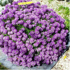 Alyssum seeds «Purple king»