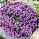 Alyssum seeds «Purple king»