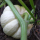 Pumpkin seeds «Baby boo»