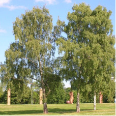 Silver birch seeds