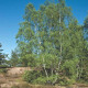 Silver birch seeds