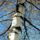 Silver birch seeds