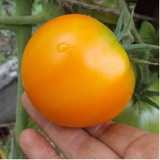 Tomato seeds «Persimmon» 