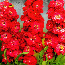 Stock seeds «Pink Viking»