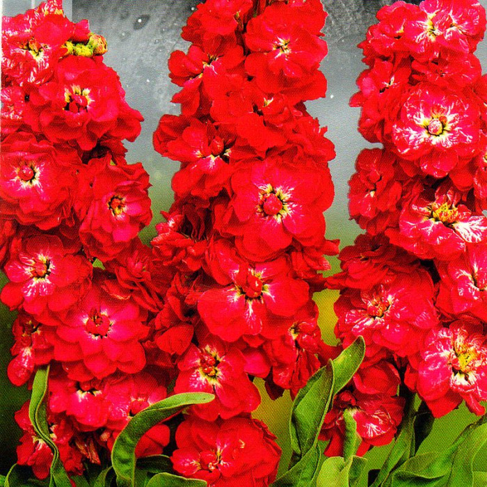 Stock seeds «Pink Viking»