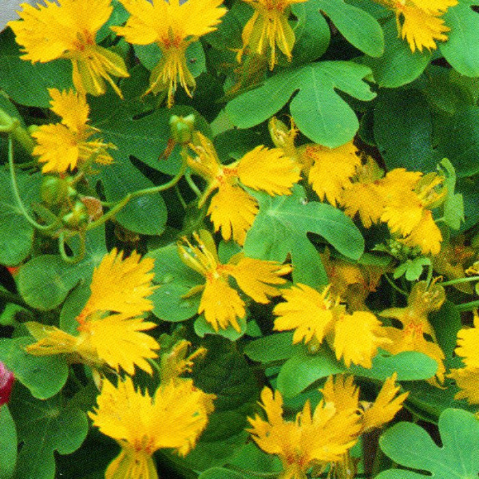 Canary nasturtium seeds «Yellow»