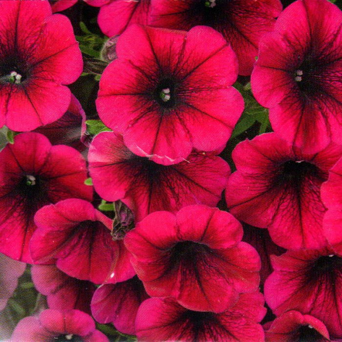 Petunia seeds «Silvier» F1