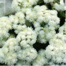 Ageratum seeds «White Ball»