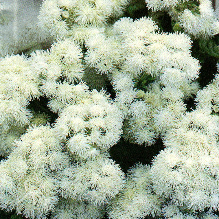 Ageratum seeds «White Ball»