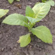 Tobacco seeds «VMS 24»