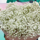 Gypsophila elegans seeds «White»