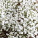 Gypsophila elegans seeds «White»