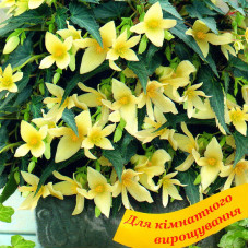 Begonia seeds «Copacabana yellow» F1