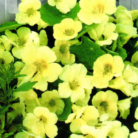 Nasturtium seeds «Major milky»