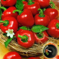 Насіння перцю гострого «Каперіно чилі»