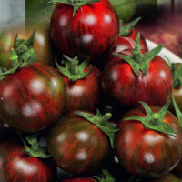 Tomato seeds «ШАБЛОН» 